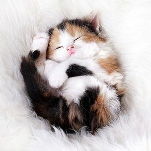 Meet your Posher, Ava